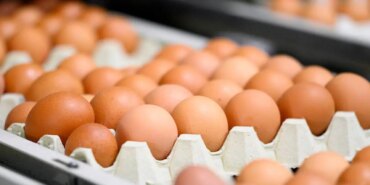 Yumurta Tebliği’nde Önemli Değişiklikler Yapıldı!
