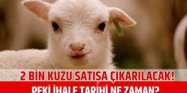 2 Bin Kuzu Satışı İçin İhale Duyurusu!