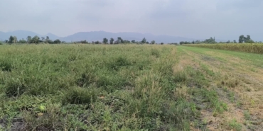 Patates Tarlada Kaldı, Borç İçinde Boğulduk