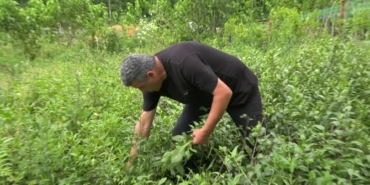 “Bu Gidişle Çay Üretimi Bitecek”