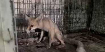 Yaralı Tilkiye Şef Duyarlılığı: Tedavi Altında