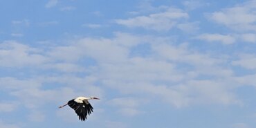 6 Yıl Sonra Leylekler Esentepe’ye Döndü!