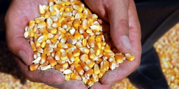 Tarım Kredi’den çiftçilere vade farksız yem desteği