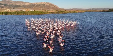 Ulaş Gölü’nde Allı Turnalar ve Flamingo Şöleni!