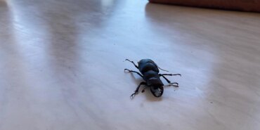 Nadir Geyik Böceği Koruma Altında