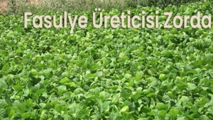 “Bu Sene de Yüzümüz Gülmedi”