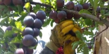 Iğdır’da Anjelik Erik Hasadı Başladı