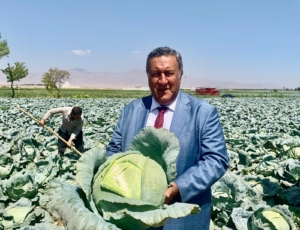Lahana Çiftçiye Umut Veriyor