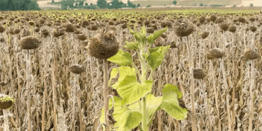 İhracatın Önü Kapatılırsa Yine Dibe Vururuz