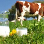 İTHAL ET DÖNEMİ KAPANIYOR YAZIHANHABER Genel Yayın Yönetmeni ZEKİ KÖSEOĞLU Yazdı