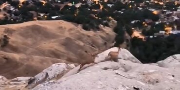 Elazığ’da Nesli Tükenmekte Olan Dağ Keçileri Görüldü!