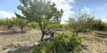 Malatya’da Kuraklık, Ağaçları Kesmeye Zorladı!