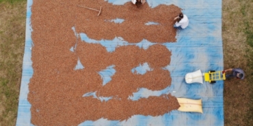 Fındık’ta İmece Usülü