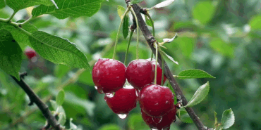 Dalbastı Kirazında Tarım İlaçları Krizi!