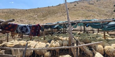 Malatya’da Çoban Krizi: Yasa Dışı Çözümler Artıyor