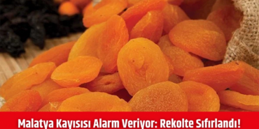 Malatya Kayısısında Tarihi Felaket: Sıfır Rekolte!