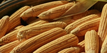 TMO Hububat Alım Fiyatlarını Açıkladı