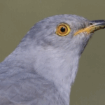 PEPUK KUŞU (GUGUK KUŞU)