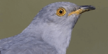 PEPUK KUŞU (GUGUK KUŞU)