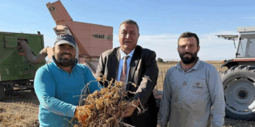 Tarlada 38 lira, Markette 175 lira