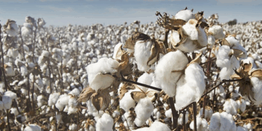 Pamukta Rekor Maliyet, Çiftçiye Rekor Zarar