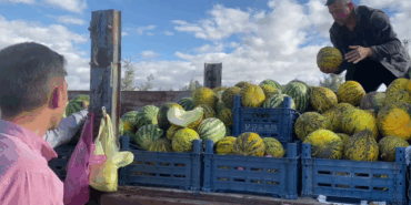 Karpuzdan Para Kazanan Çiftçi