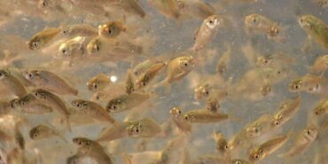 Malatya’ya 1 Milyon Yavru Sazan Salınıyor!