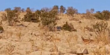 Dağ Keçilerini Görüntüledi