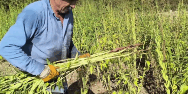 Susamı Balıklara Yem Yaparım