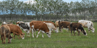 Yeni Yeni Teşvikler