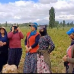 Tarımda kadın var ama güvencede ve gelirde adı yok