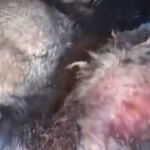 Yıldırım Faciası