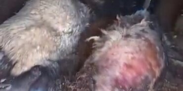 Yıldırım Faciası