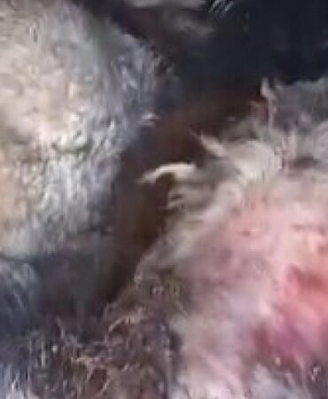 Yıldırım Faciası