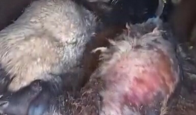 Yıldırım Faciası