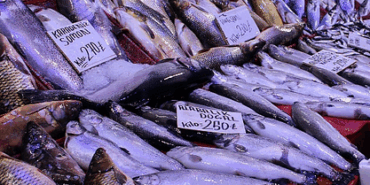 Malatya’da Balık Sezonu Coşkuyla Açıldı!