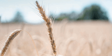 Ekim Ayı Hububat Alım Fiyatları