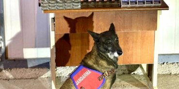 800 Paket Bandrolsüz Sigara!