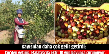 Malatya Çiftçileri Hünnapla Yeni Umut Arıyor!