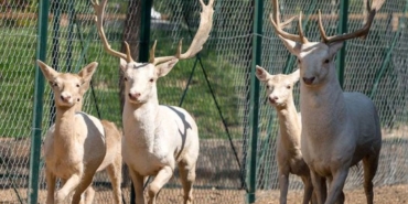 Hayvanat Bahçesi Cumartesi bedava