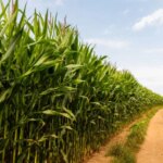 Yerli Üreticiye İthalat Darbesi: Çiftçiler İsyanda!