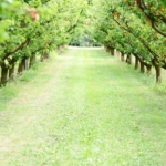 Bordo Bulamacını Hazır Edin