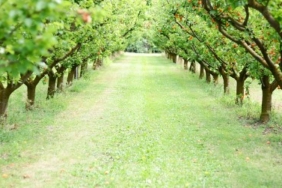 Bordo Bulamacını Hazır Edin