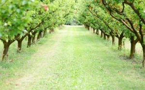 Bordo Bulamacını Hazır Edin
