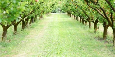 Bordo Bulamacını Hazır Edin