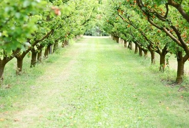 Bordo Bulamacını Hazır Edin