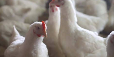 Dikkat Domuz Avı Başlıyor!!