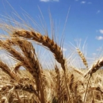 Hububatta Kasım Ayı Sakin Başladı