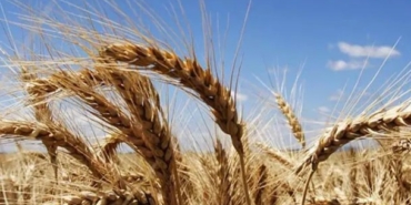 Hububatta Kasım Ayı Sakin Başladı