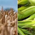 CHP’den İthalat Tepkisi: Çiftçiye İnfaz Belgesi!